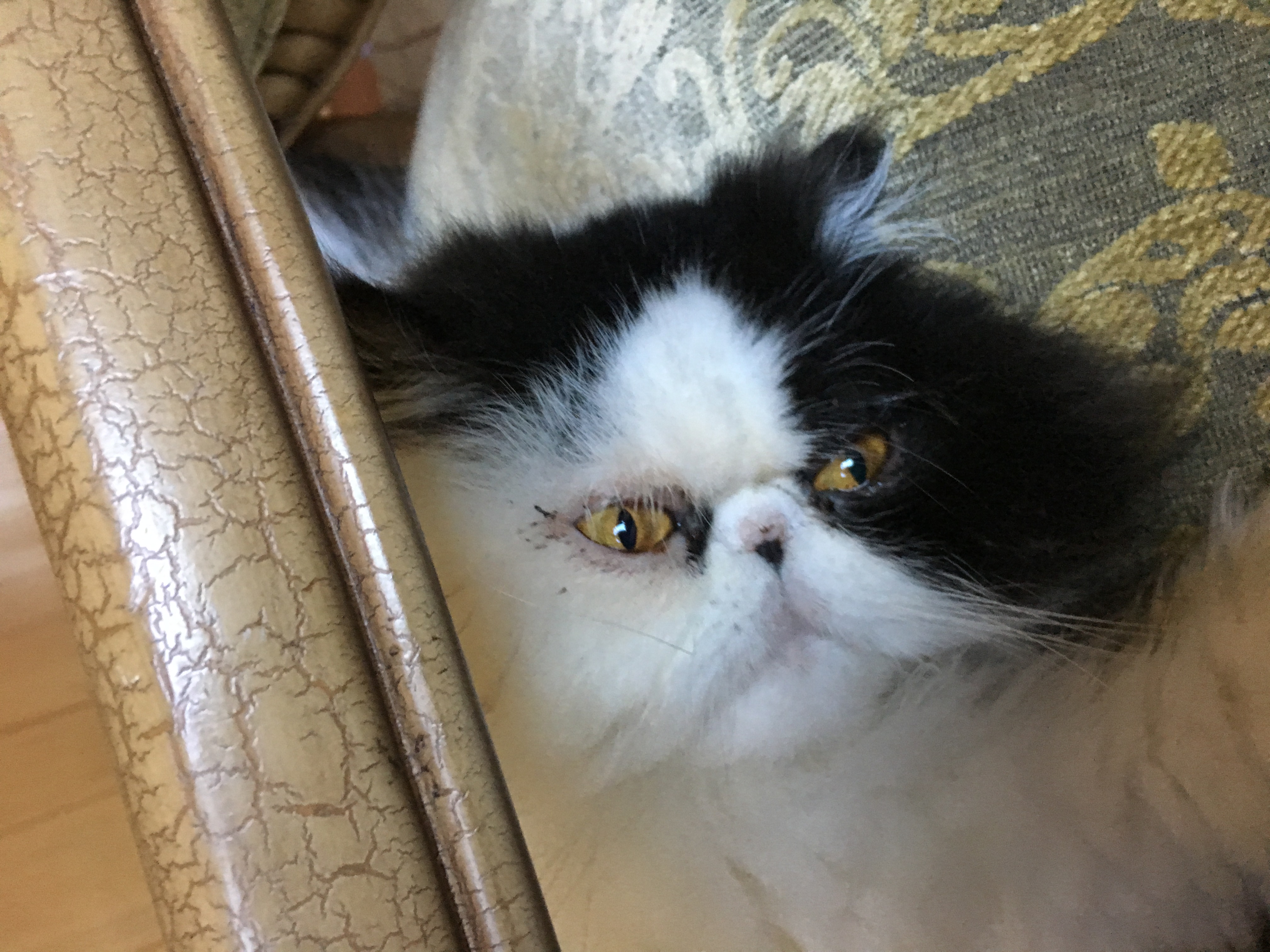 Puffy the creative specialist